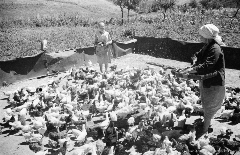 Bác nông dân ở một làng quê Ukraine hồi thập niên 1950 thời  Liên Xô đang cho đàn gà ăn. Ảnh PhotoL